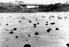 SEED BOMBED AREA NEXT TO A FREEWAY IN GOLETA, CA